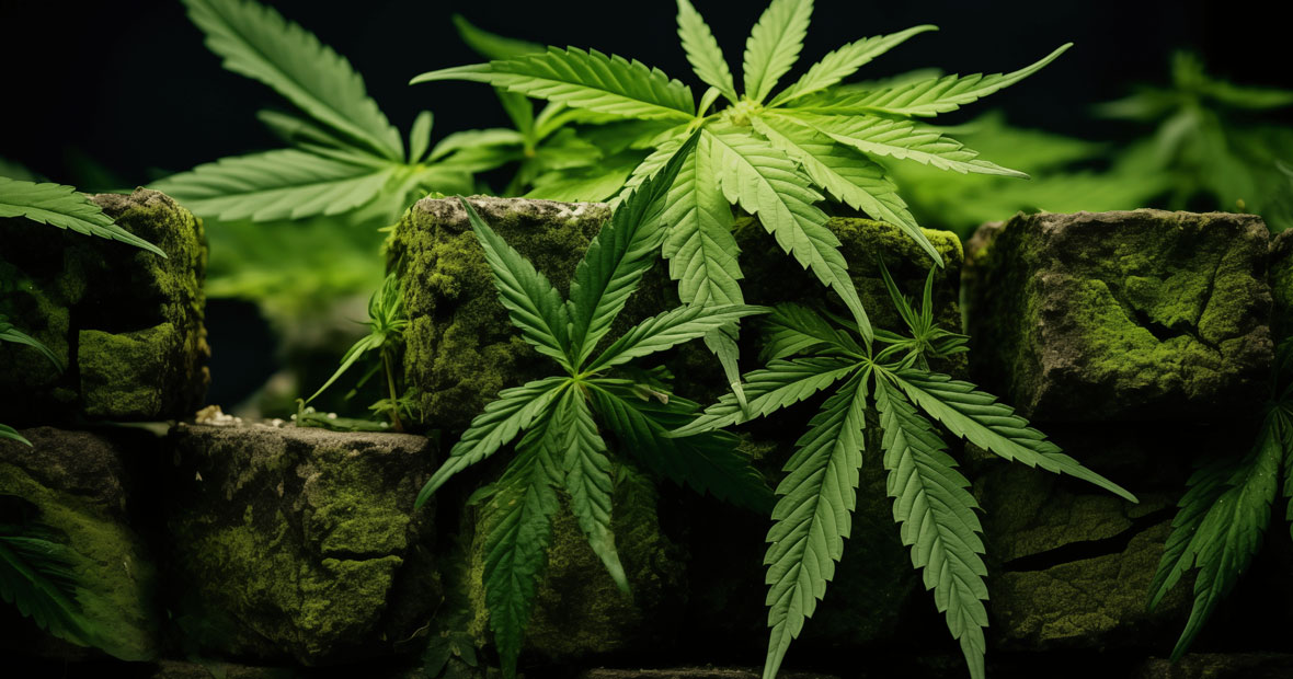 CBD